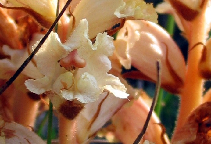 nuovo tentativo per Orobanche