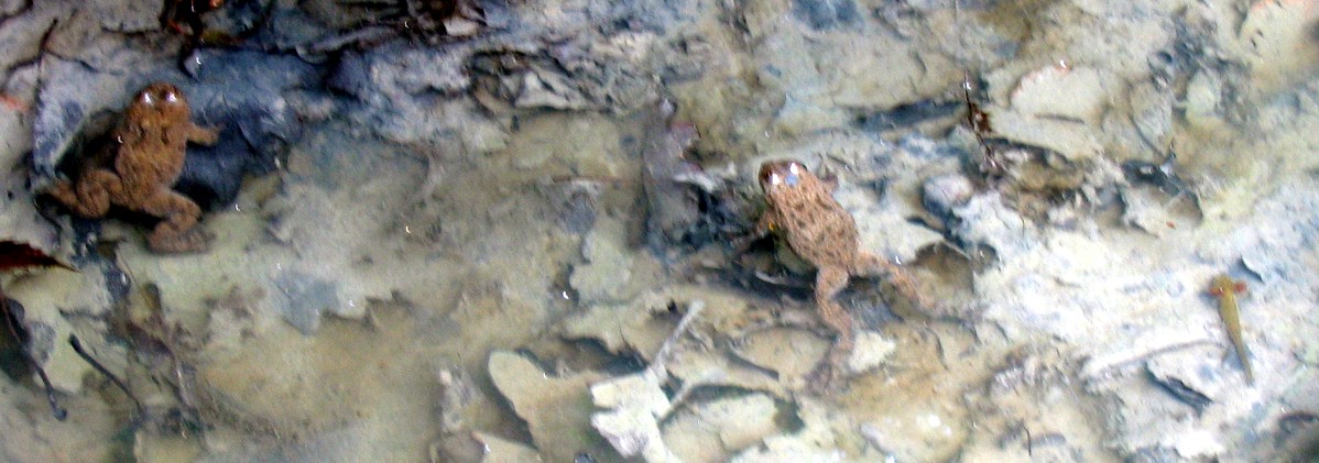 Bombina variegata