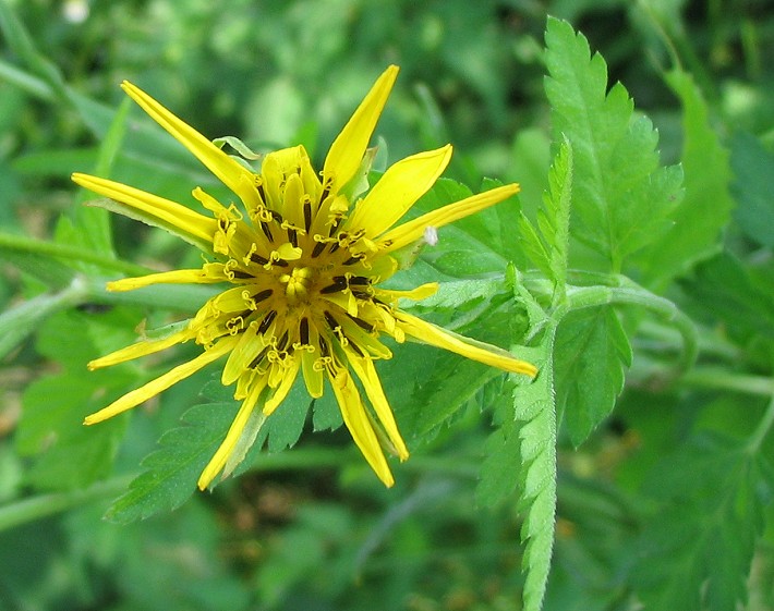 Tragopogon pratensis / Barba di becco comune