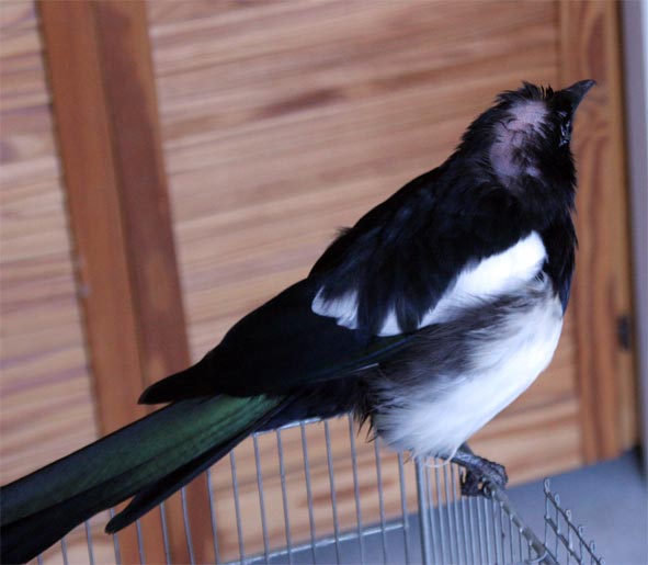Domanda