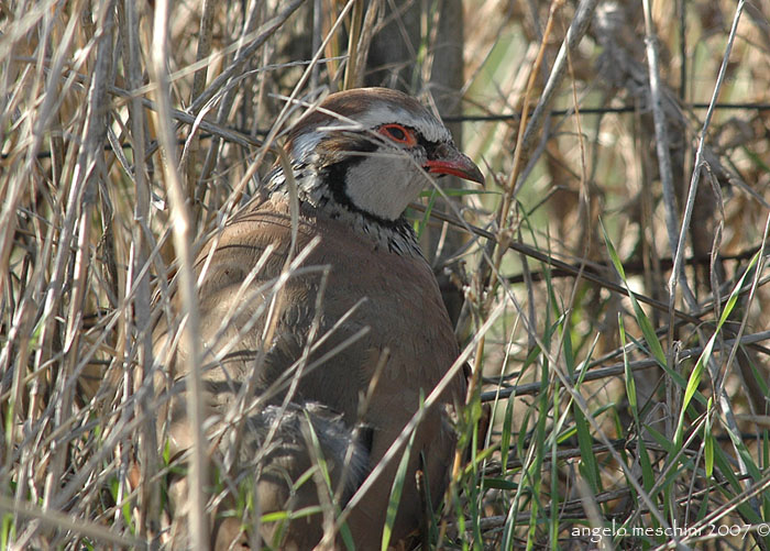 chukar x rufa
