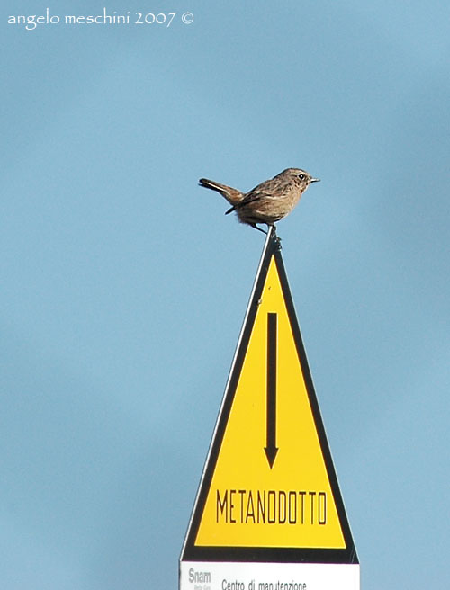 Avifauna humor
