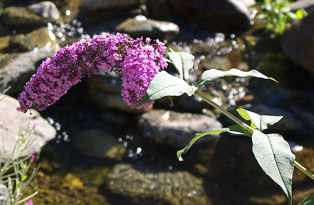 Buddleja davidii / Buddleja