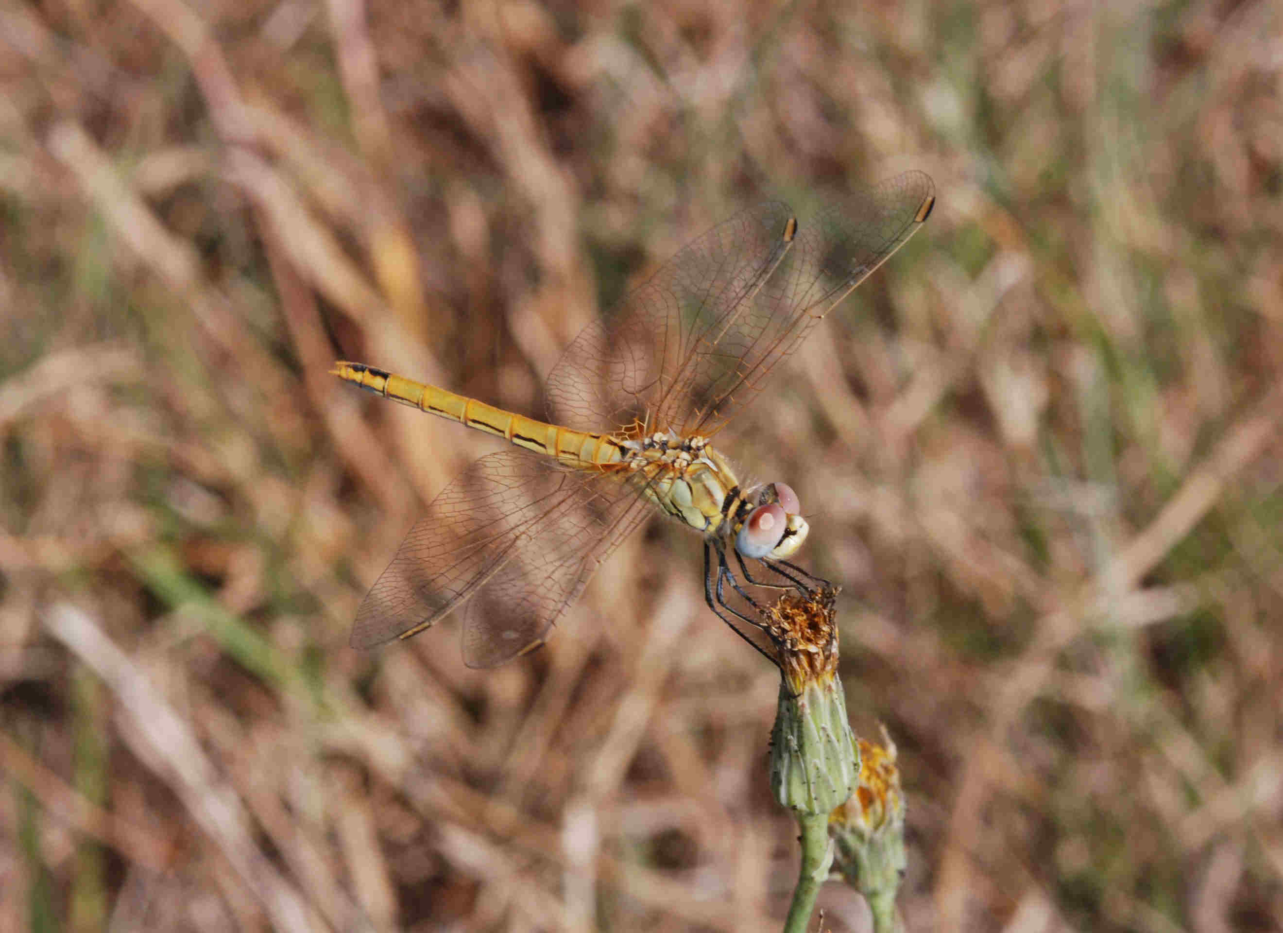 Sympetrum fonscolombii (Libellulidae)