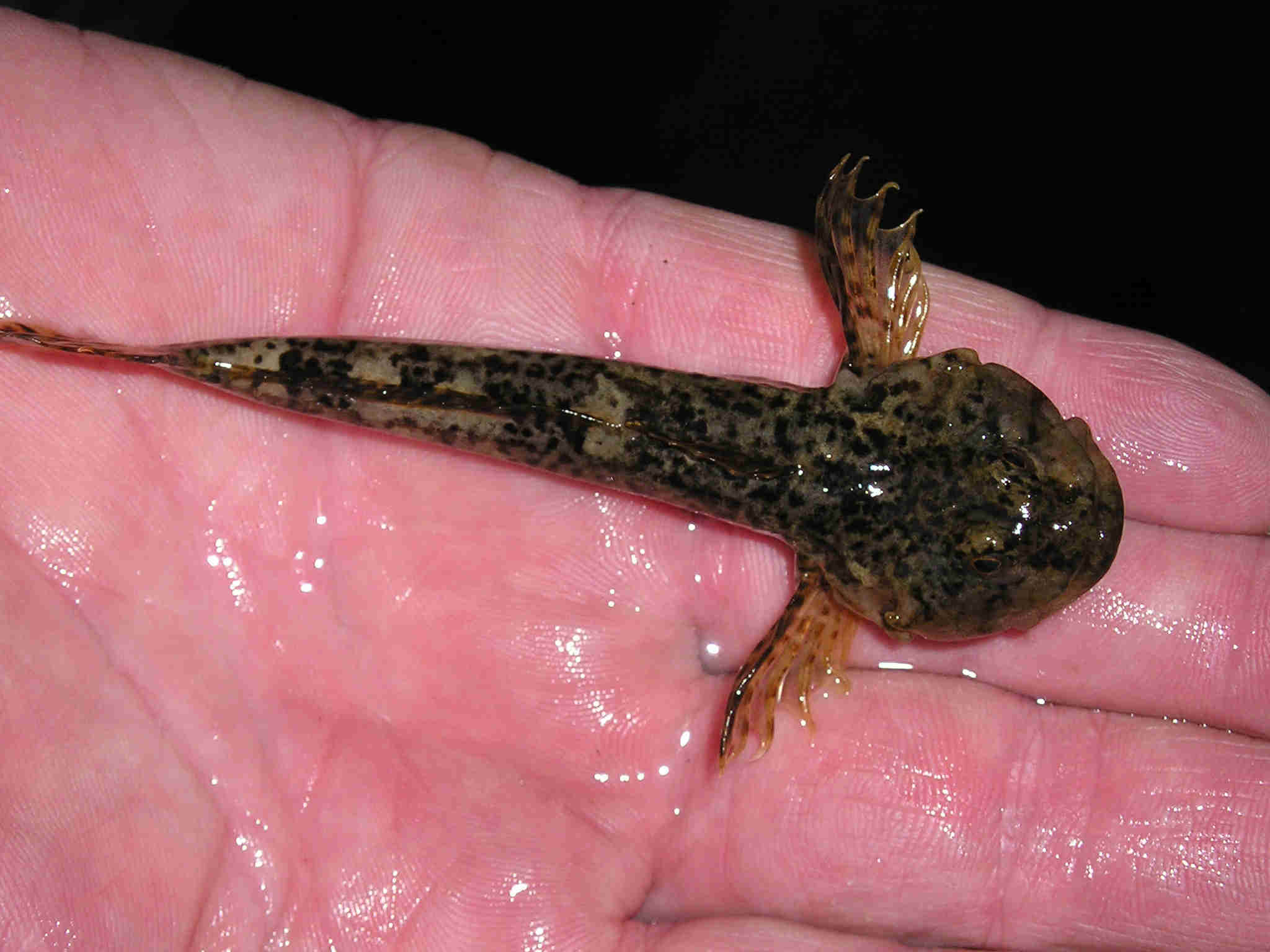 Cottus gobio