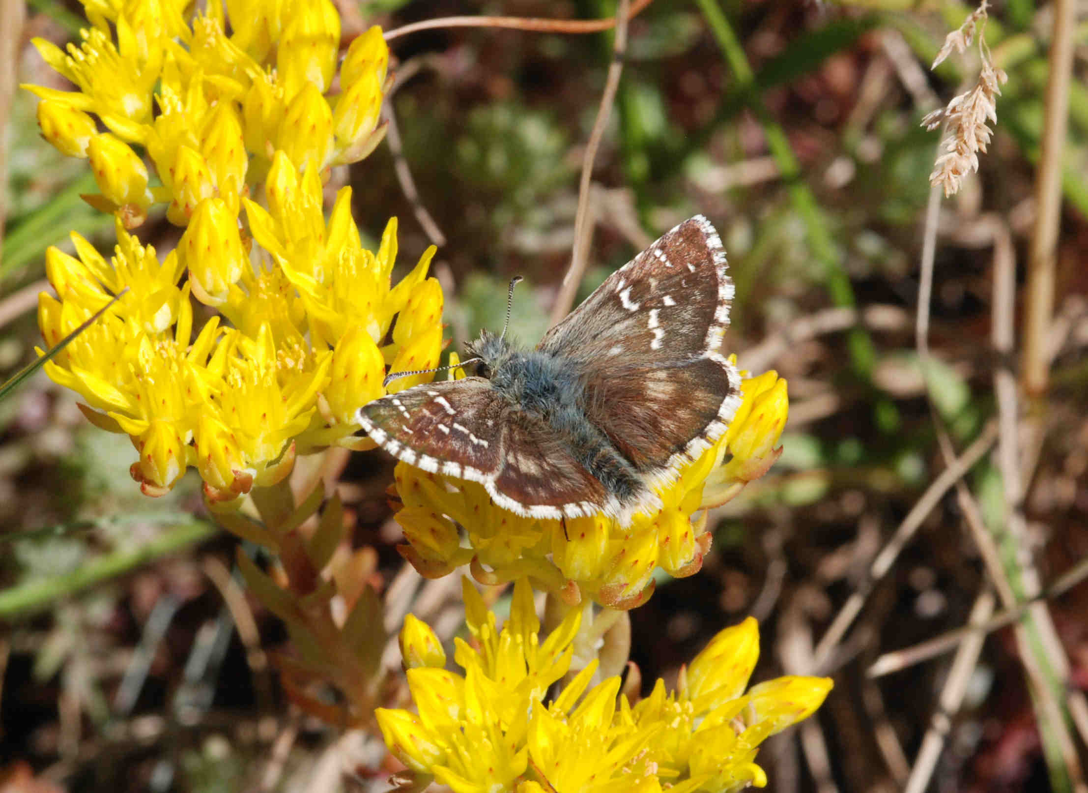 Pyrgus onopordi