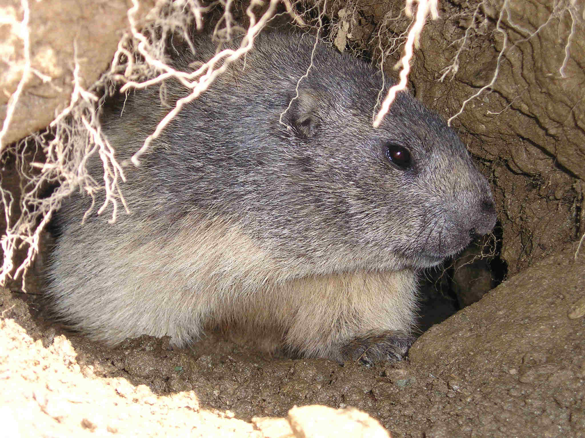 Incontro Ravvicinatissimo - Marmota marmota