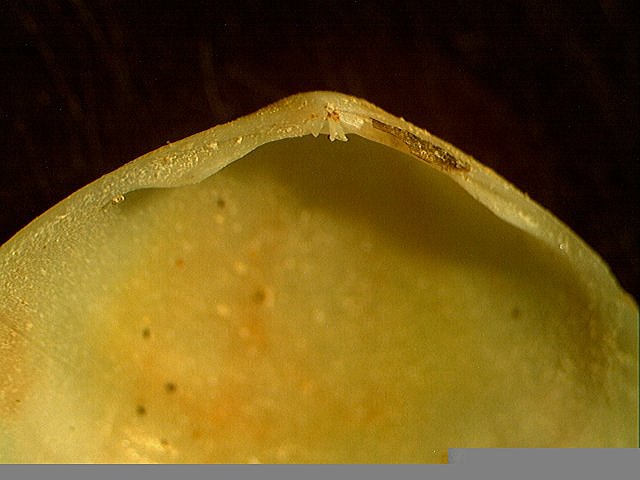Aiuto per determinazione bivalve