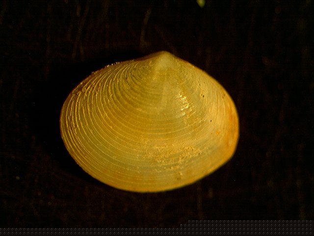 Aiuto per determinazione bivalve