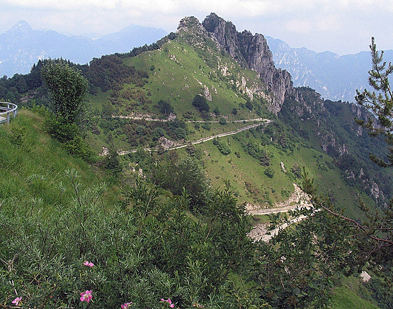 Silene elisabethae  / Silene di Elisabetta