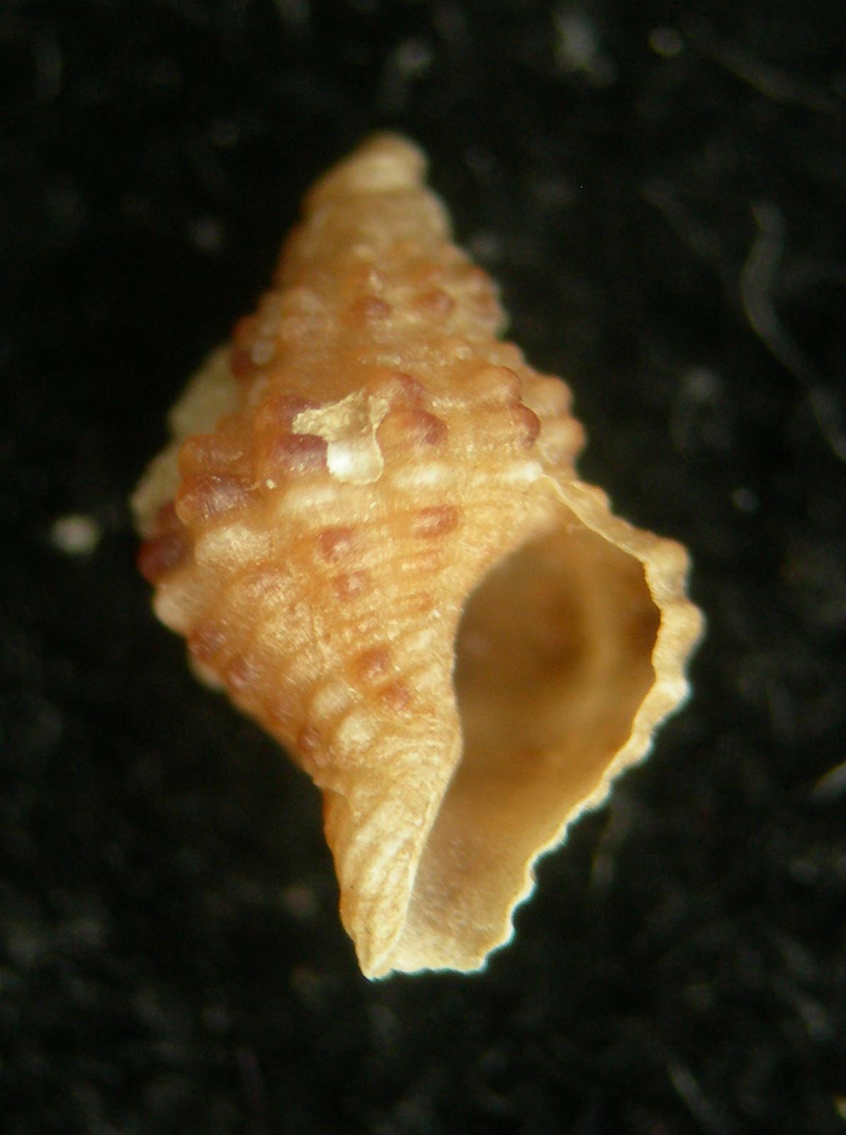 Pollia scabra juv.