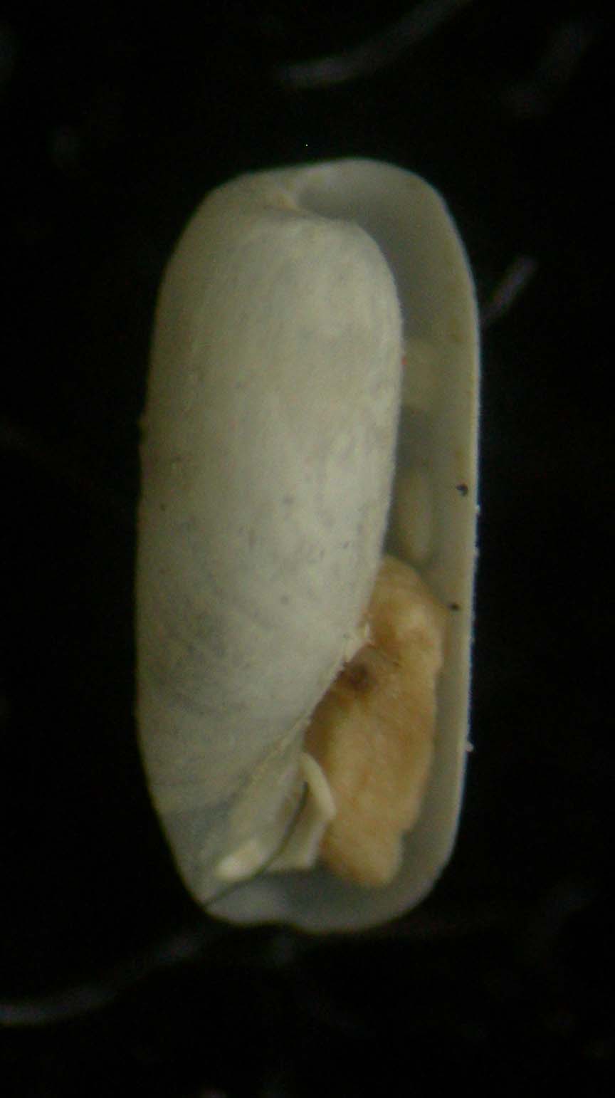 Cyclichna cylindracea