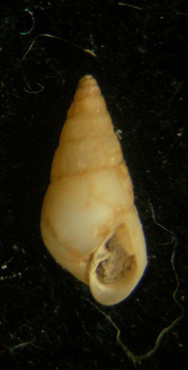 Odostomia conspicua