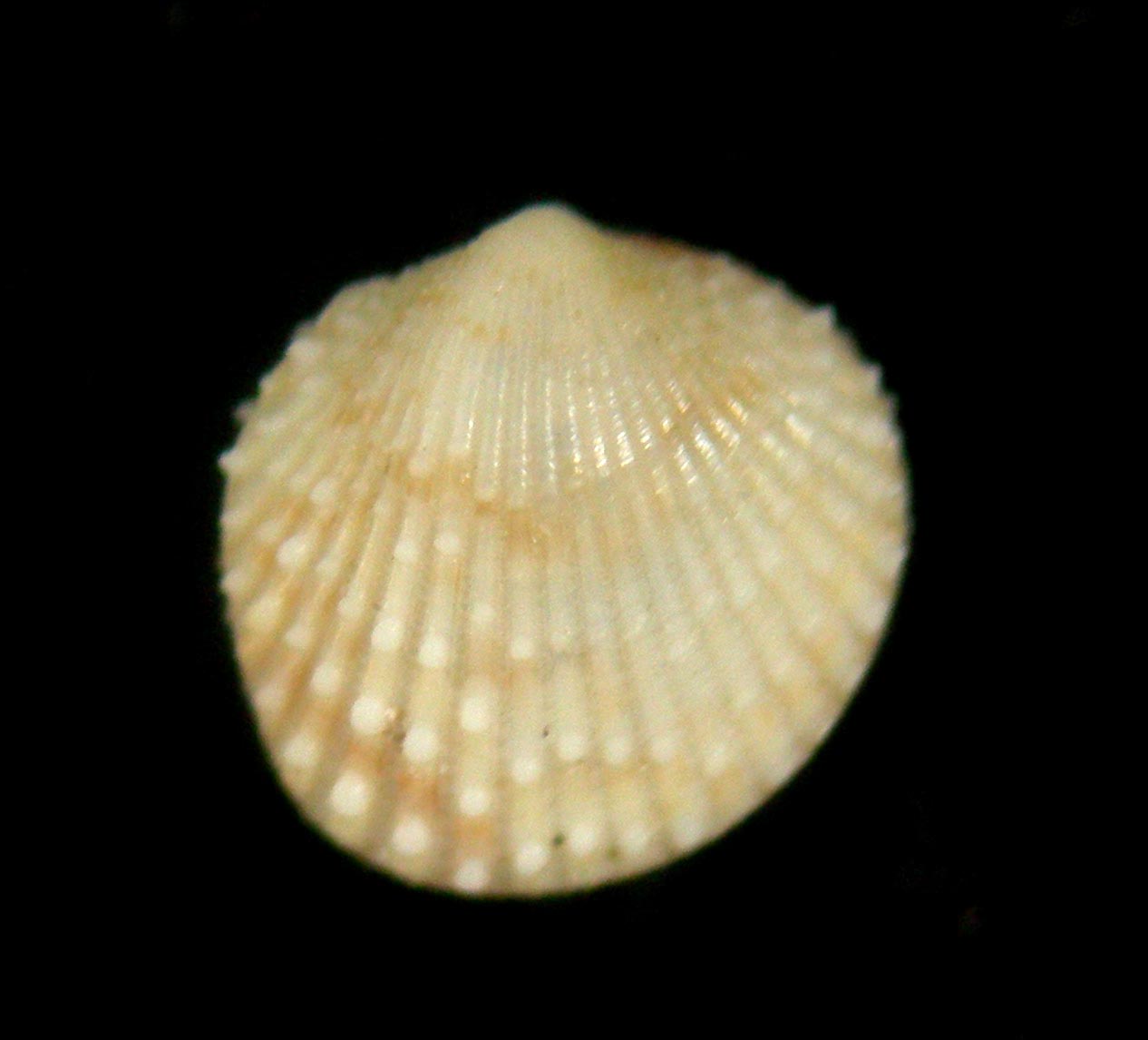 Plagiocardium papillosum