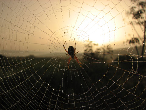 ragnatele (Araneidae)
