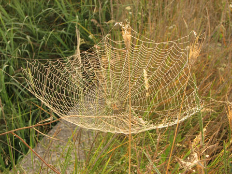 ragnatele (Araneidae)