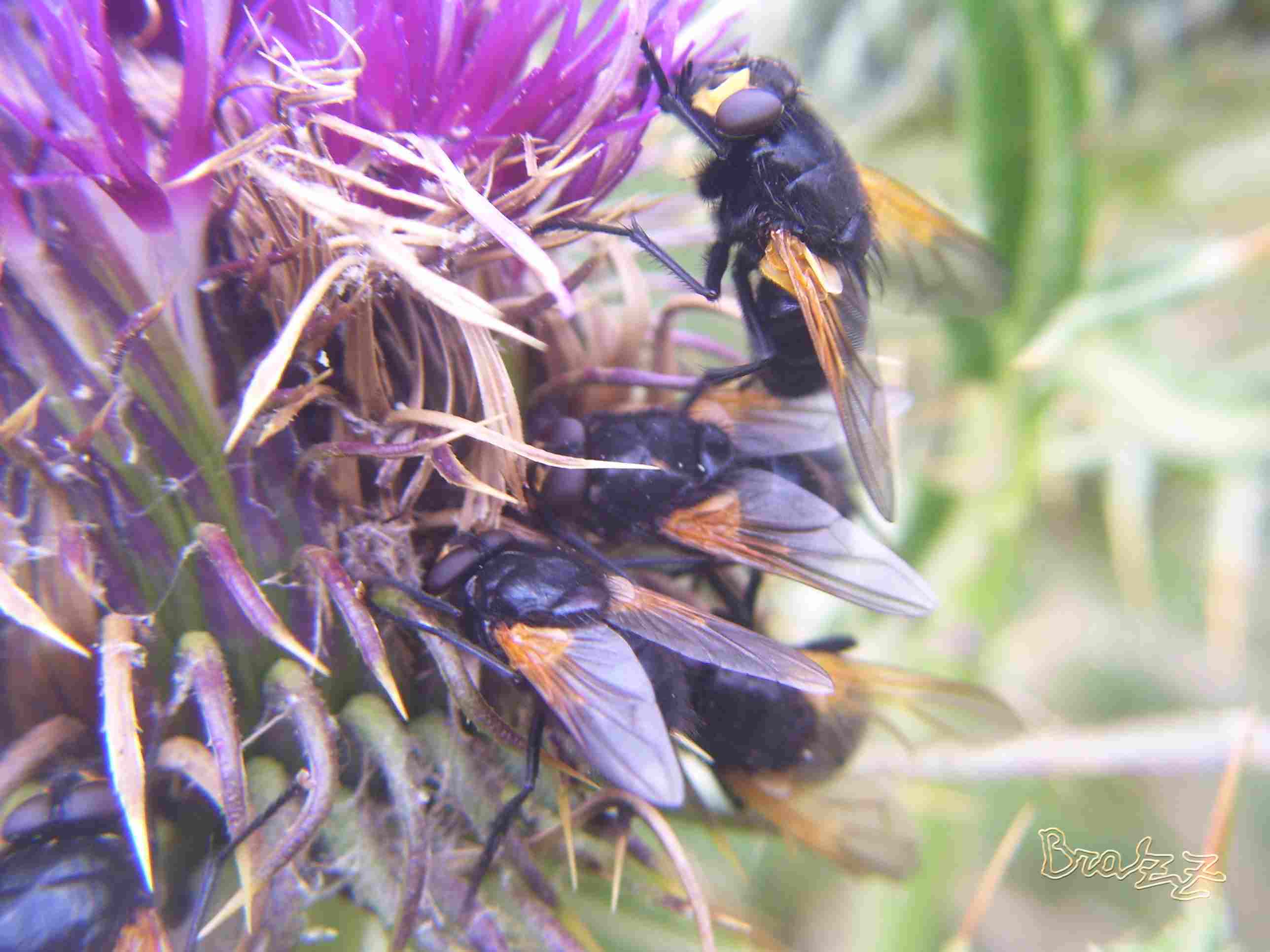 Mesembrina meridiana