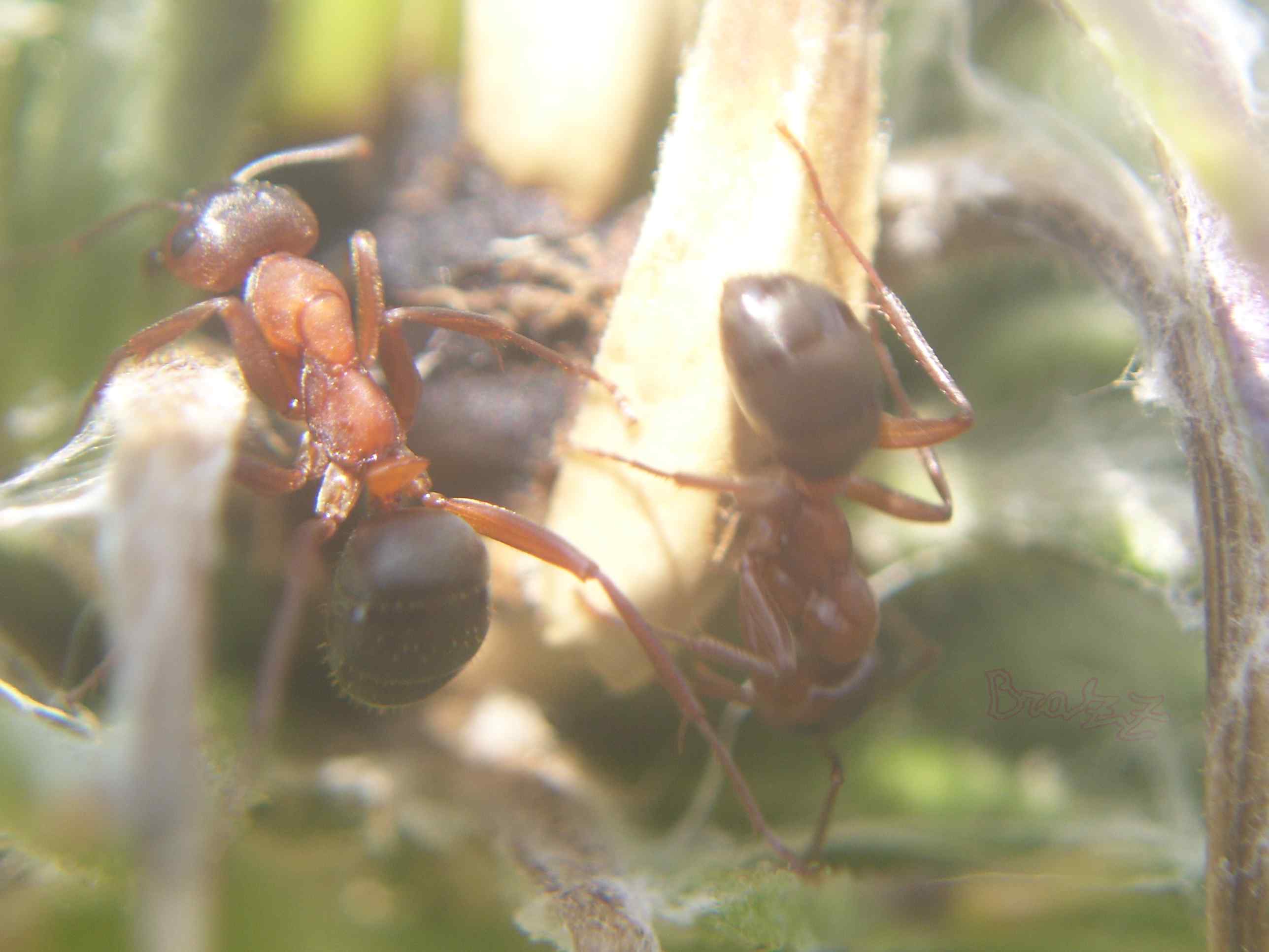 Formica rufa