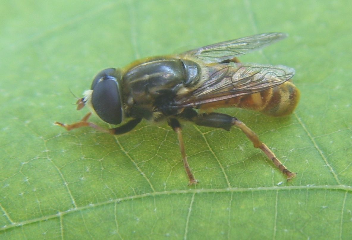 Merodon sp.