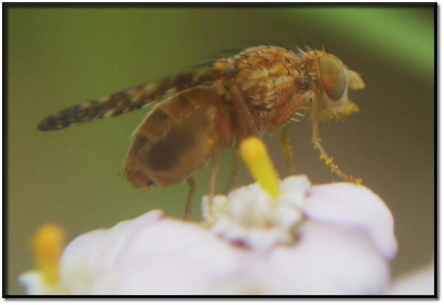 Tephritidae di montagna:  Oxyna flavipennis