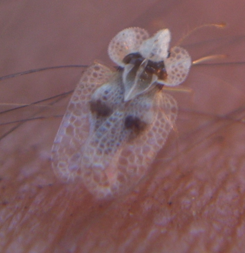 Corythucha ciliata ?
