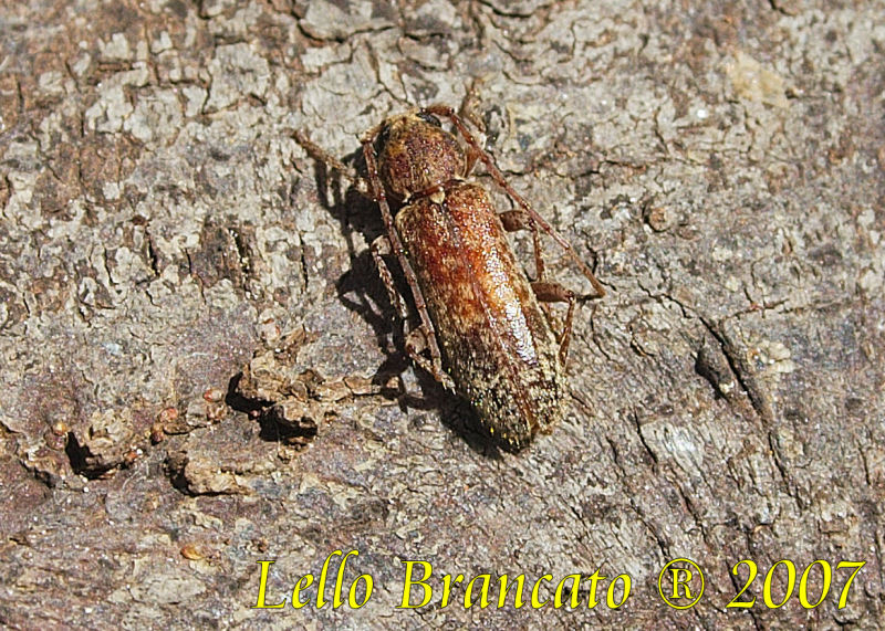 Trichoferus fasciculatus