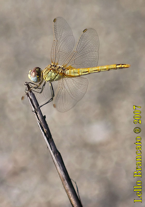 Qualche odonato da Vulcano: Sympetrum fonscolombii