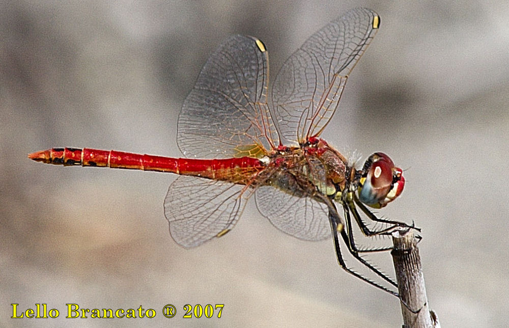 Qualche odonato da Vulcano: Sympetrum fonscolombii