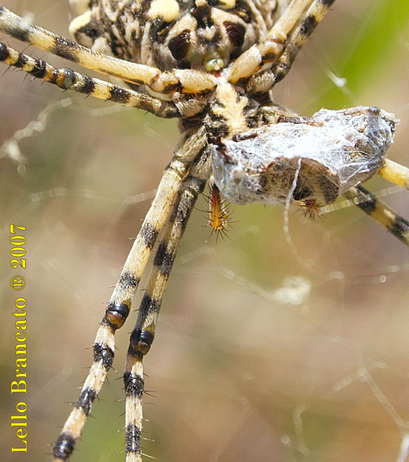 Argiope lobata da Vulcano (Almeno credo)