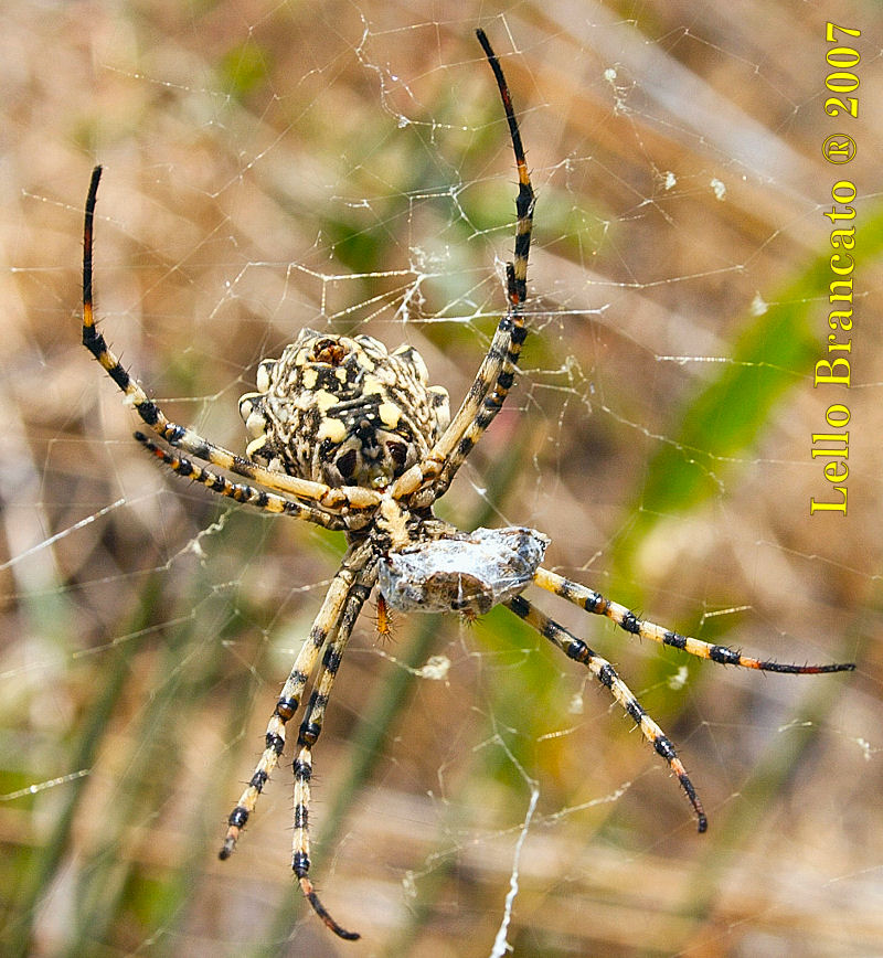 Argiope lobata da Vulcano (Almeno credo)