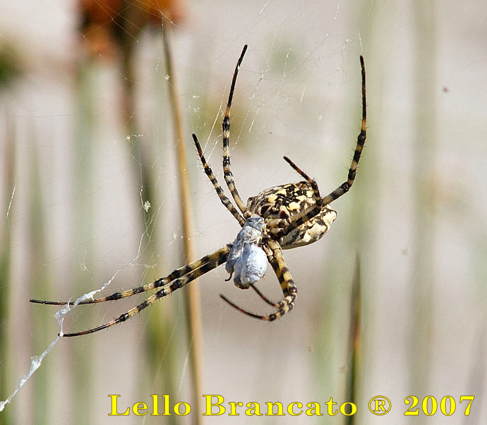 Argiope lobata da Vulcano (Almeno credo)