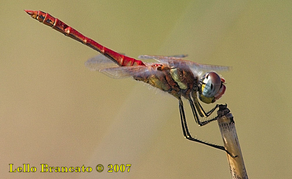 Qualche odonato da Vulcano: Sympetrum fonscolombii