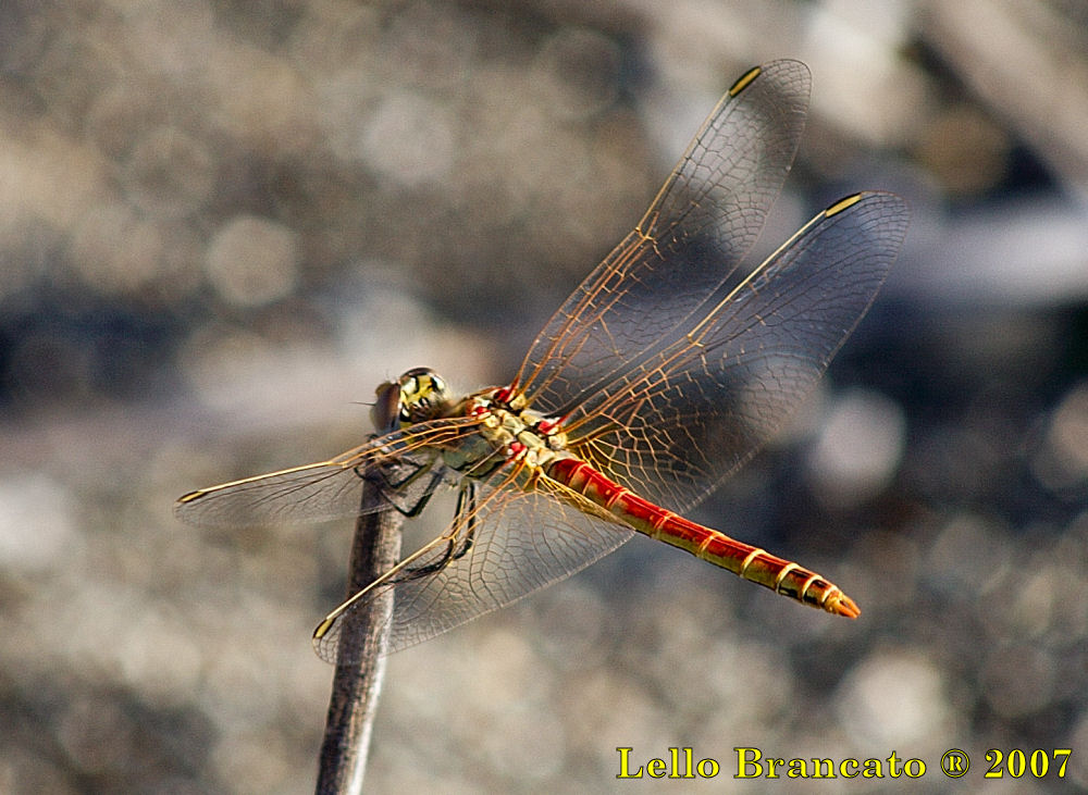 Qualche odonato da Vulcano: Sympetrum fonscolombii