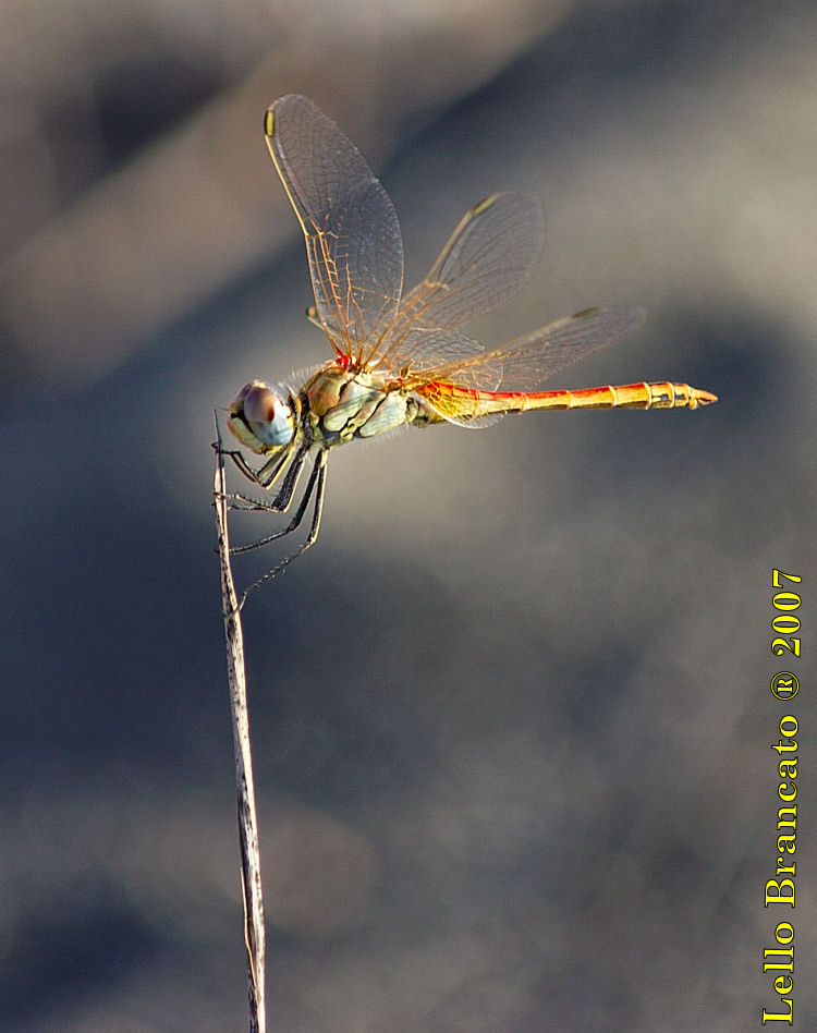 Qualche odonato da Vulcano: Sympetrum fonscolombii