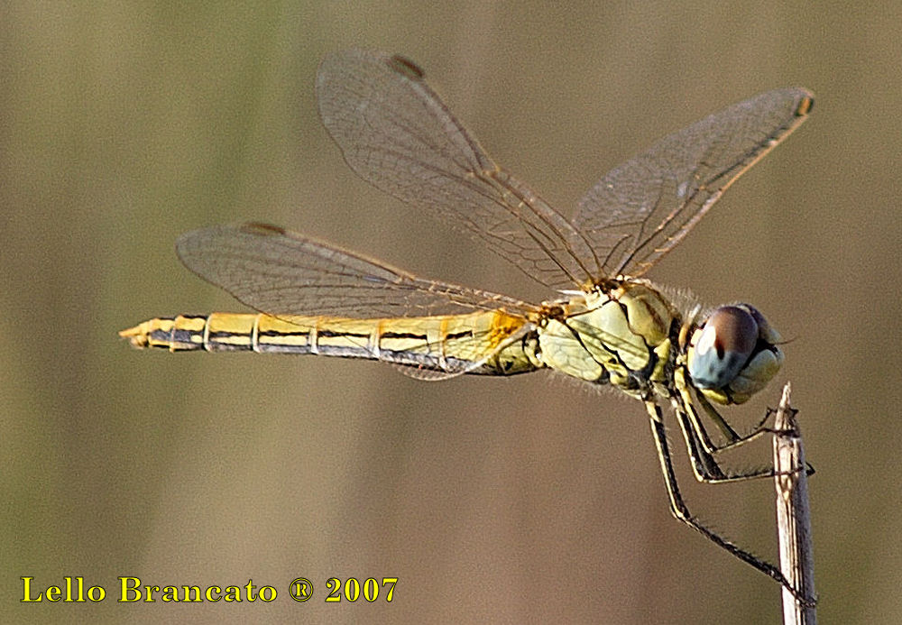 Qualche odonato da Vulcano: Sympetrum fonscolombii