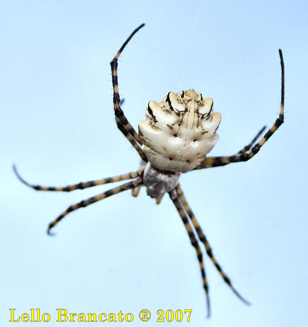 Argiope lobata da Vulcano (Almeno credo)