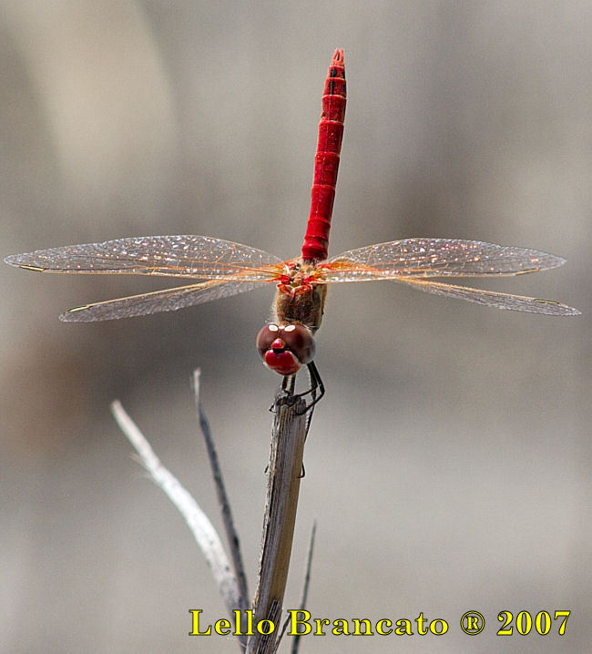 Qualche odonato da Vulcano: Sympetrum fonscolombii