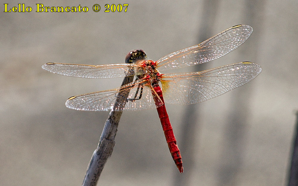 Qualche odonato da Vulcano: Sympetrum fonscolombii