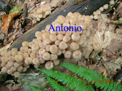 Aiuto classificazione