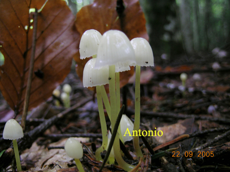 Aiuto classificazione