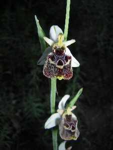 Ophrys tetraloniae