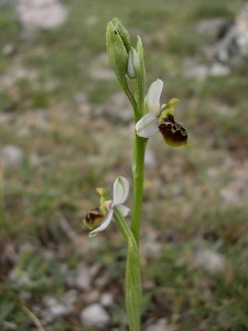 Ophrys tetraloniae