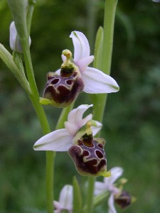 Ophrys tetraloniae