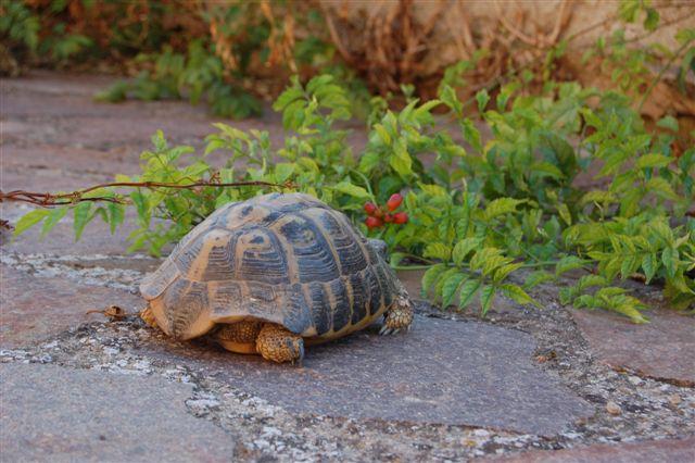 Testudo hermanni hermanni