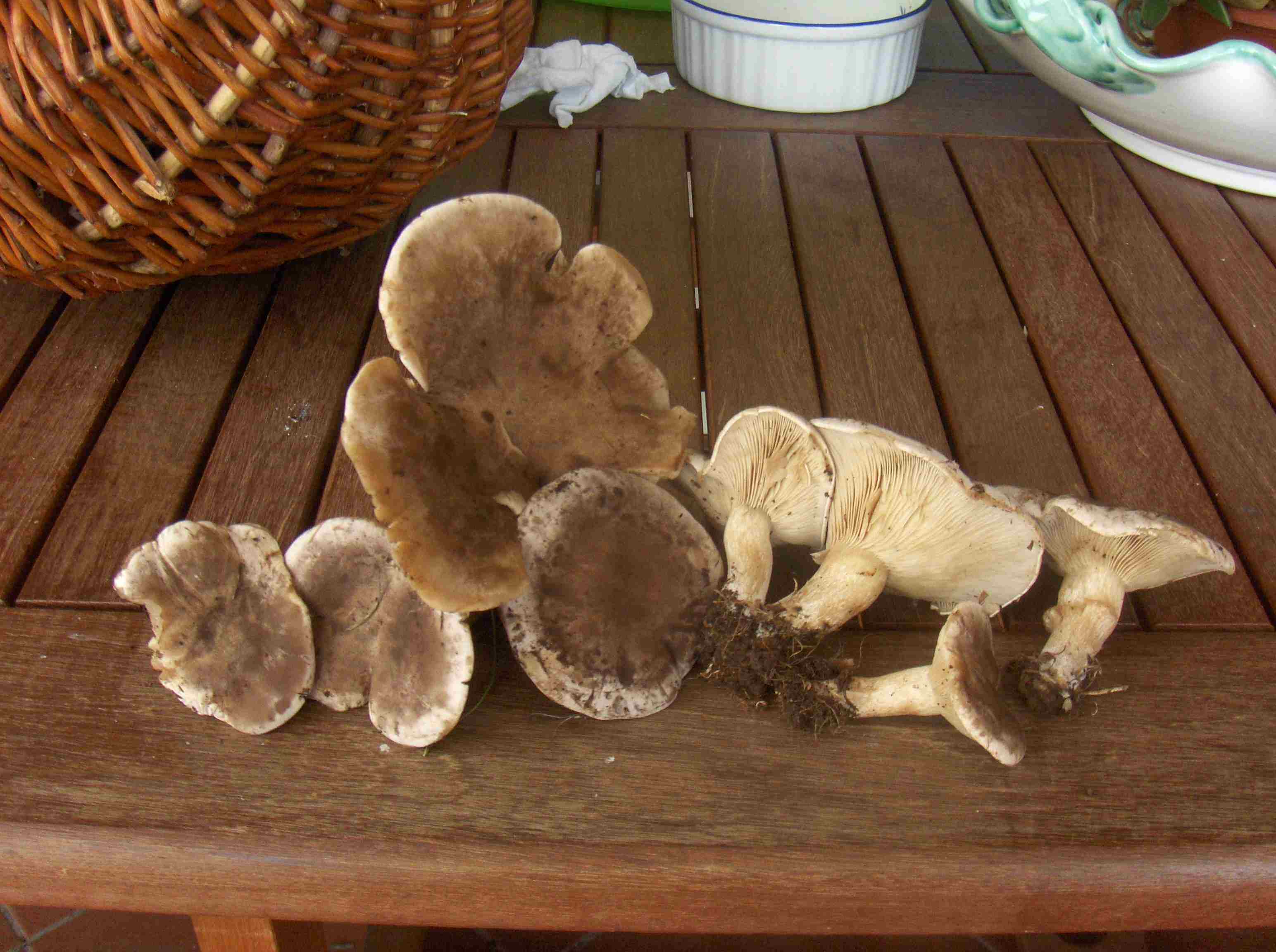Lepista