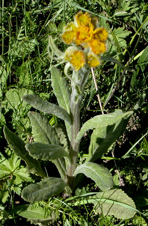 I� fiore - cfr. Tephroseris longifolia subsp.gaudinii