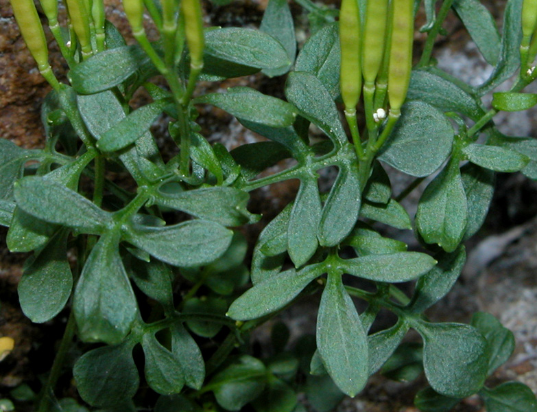 Cardamine resedifolia
