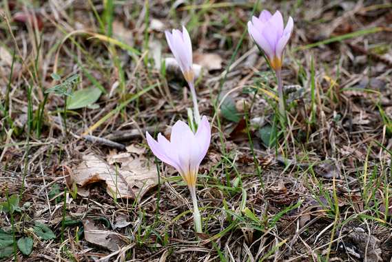 Crocus suaveolens / Zafferano profumato