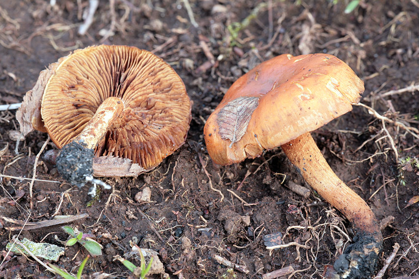 Fungo da determinare (cfr. Pholiota highlandensis)