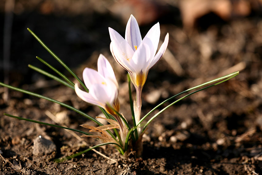 Crocus biflorus / Croco bifloro